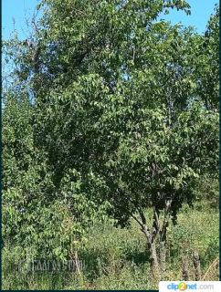 Дачний будинок, X Дачний будинок, X